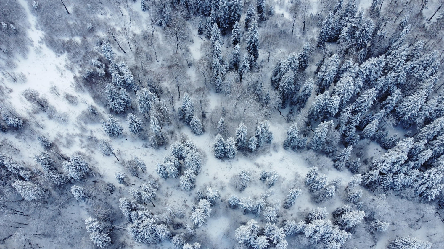 cold, snowy, winter forest