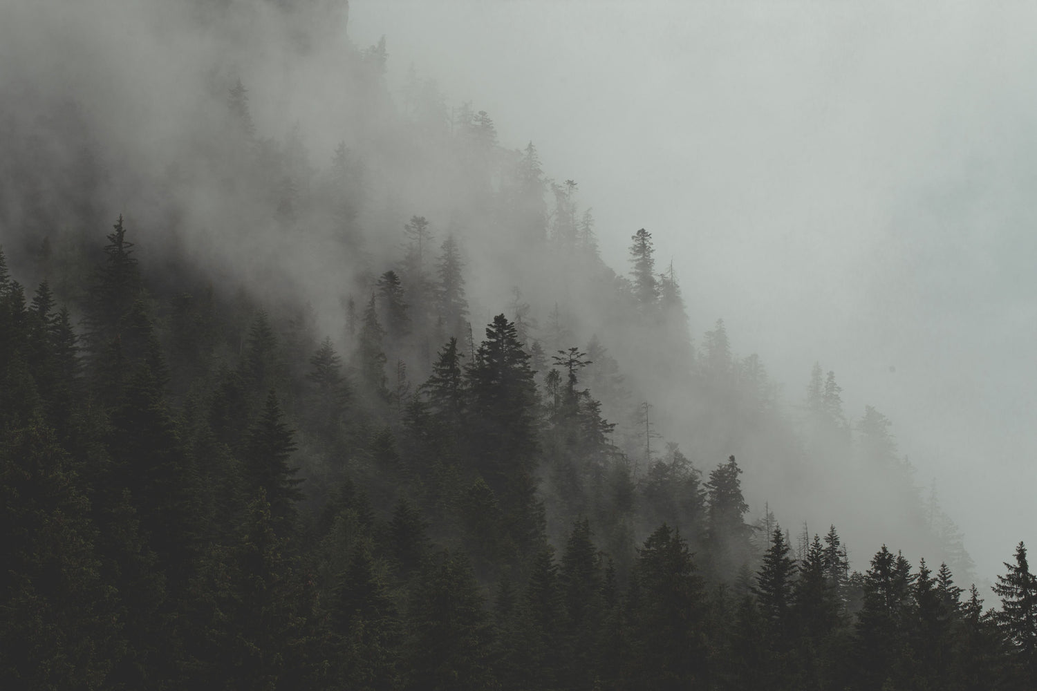 image of a mountain forest with evergreen trees blanketed in fog